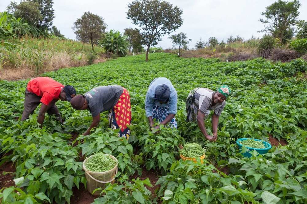 Problems of agriculture in Nigeria and possible solutions