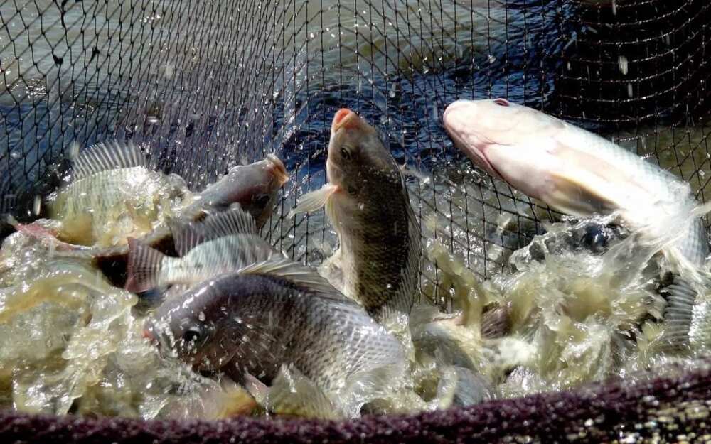 5. Stock up pods with fish 5. Stock up pods with fish