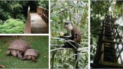 Lekki conservation centre is the best place to visit! - Find out the gate fee in 2018