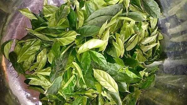 Atama leaves for making Atama soup with waterleaf