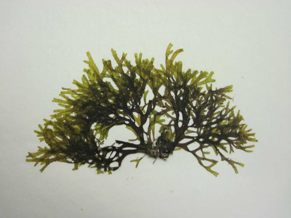 Brown algae Brown algae