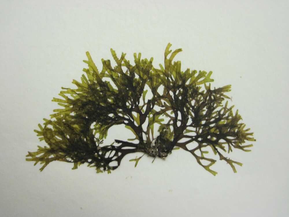 Brown algae