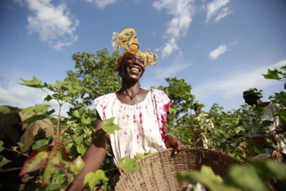 Cotton for export from Nigeria to other countries Cotton for export from Nigeria to other countries
