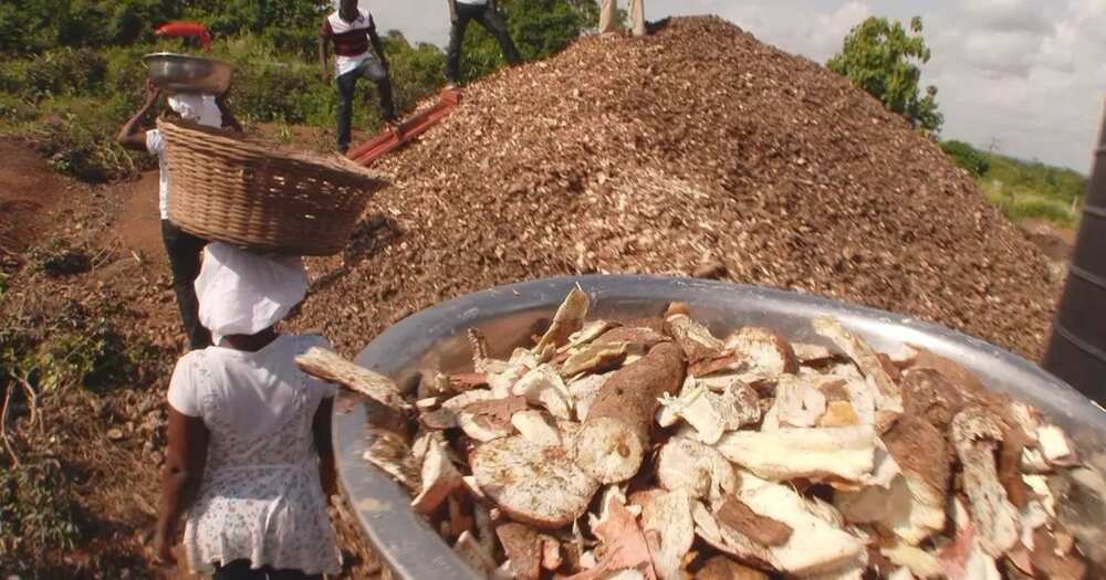 Cassava farming in Nigeria: processed