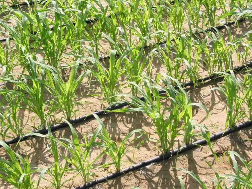 Irrigation Irrigation