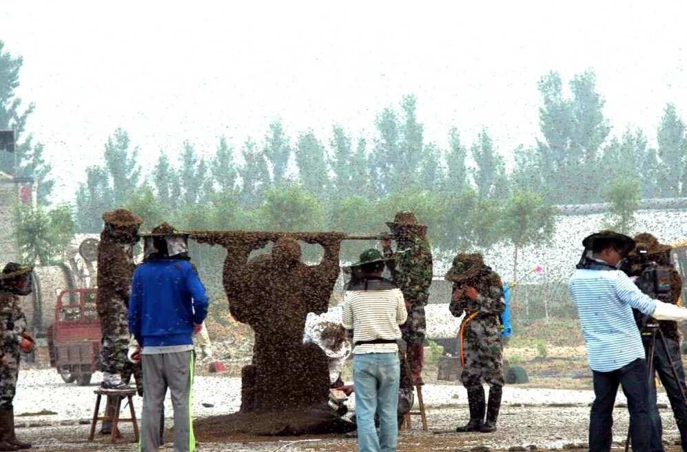 Man Covered In 100kg Of Bees Sets World Record