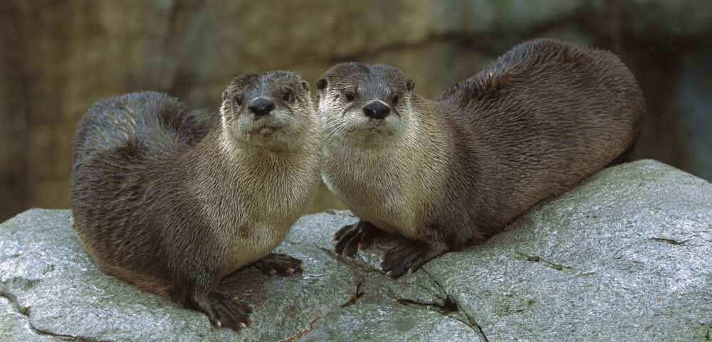 River otter