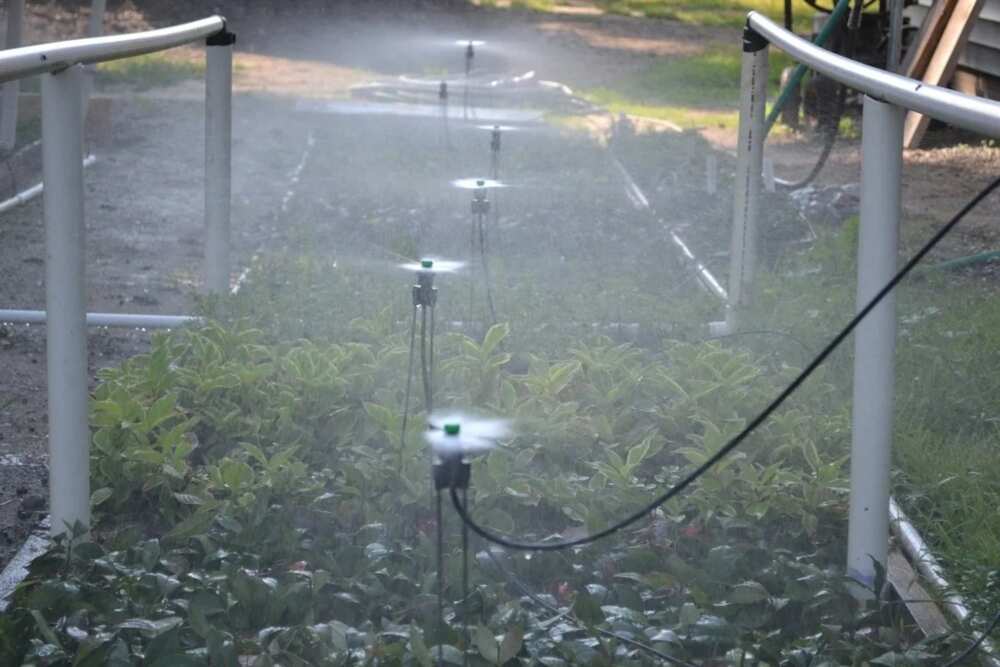 Irrigation farming in Nigeria MIST Irrigation farming in Nigeria MIST