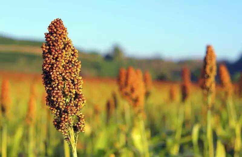 guinea corn