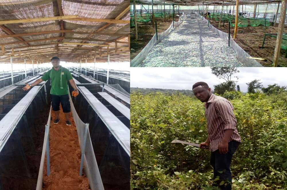 Greenhouse farming in Nigeria: How to start your ...