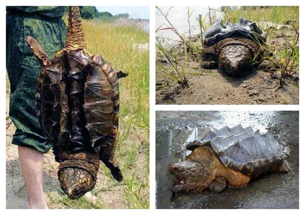 Giant Alligator Snapping Turtle Found In Russia's River - Legit.ng