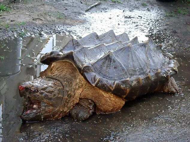 Giant Alligator Snapping Turtle Found In Russia's River