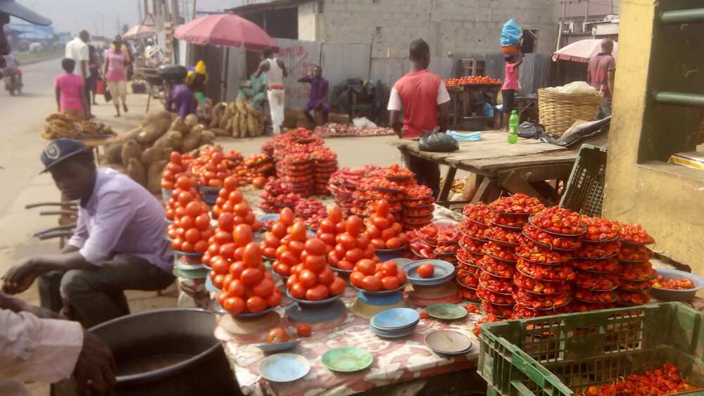 This new year, the cost price of tomato dropped while the cost price of onion is still very high. Photo credit: Esther Odili