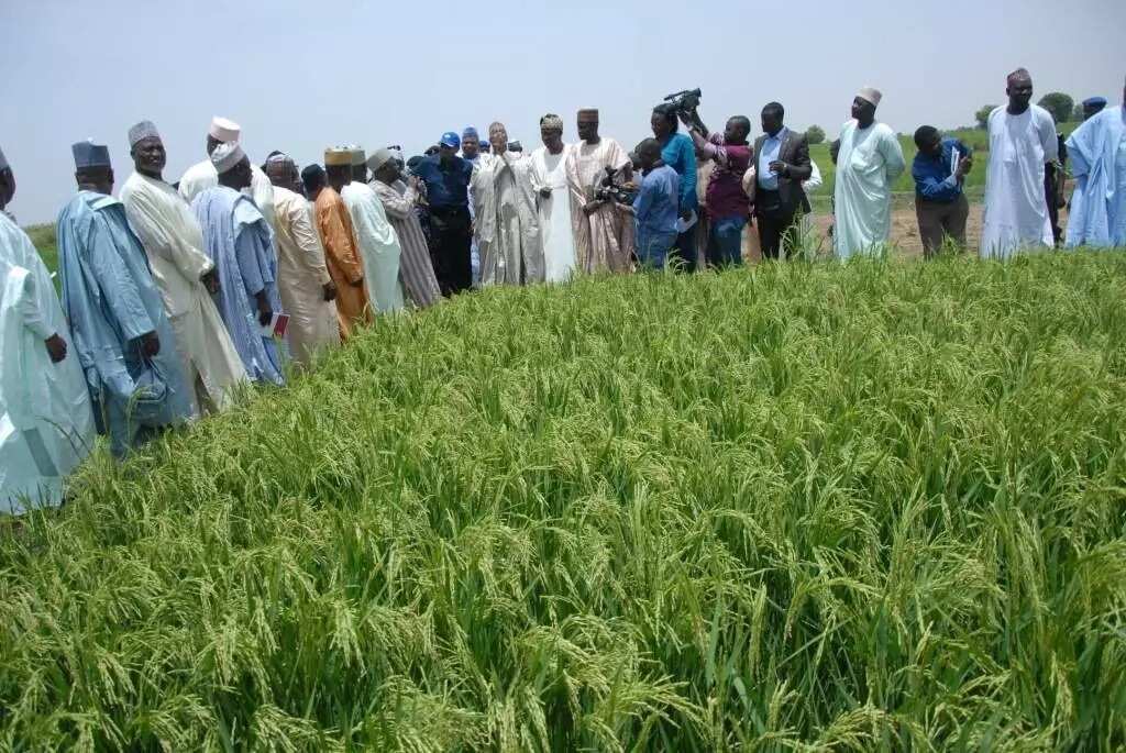 Rice farming in Nigeria - 10 tips to start it Legit.ng