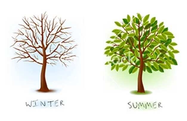 A picture depicting what a tree would look like in Winter (December) and in summer.