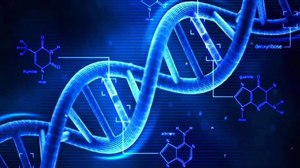 Genotype results