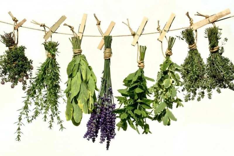 Yoruba herbs and their uses