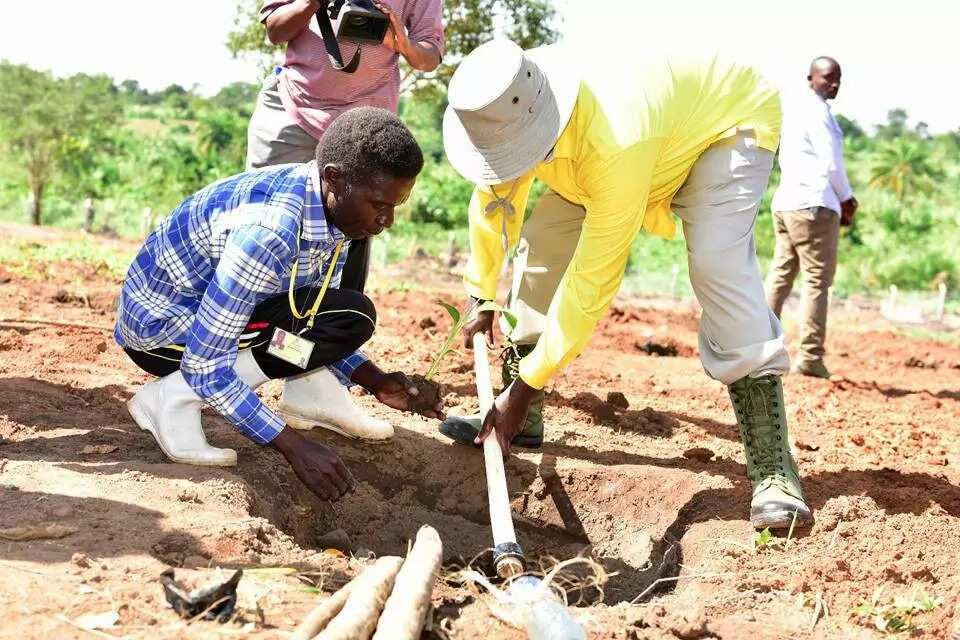 Anga shugaban kasar Uganda yana diban ruwa zuwa gonarsa Anga shugaban kasar Uganda yana diban ruwa zuwa gonarsa