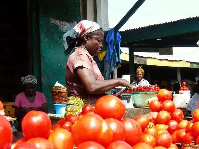 Tomato traders decry poor sales following fall in supply of the item recently. Photo credit: Esther Odili
