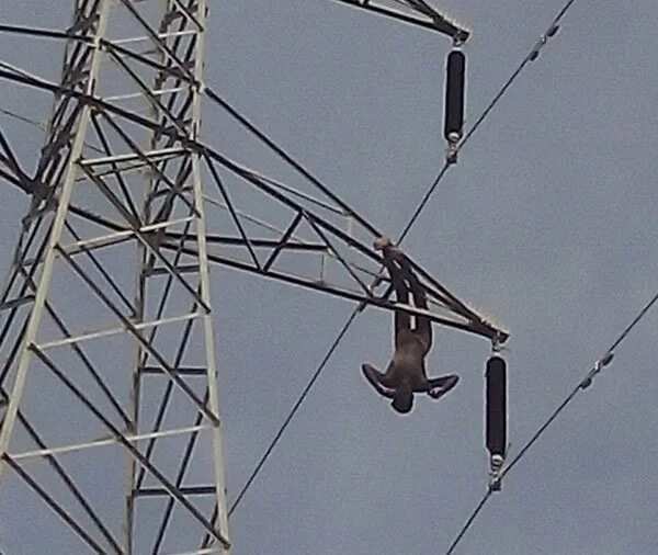 Suspected vandal of power installation dies of electrocution