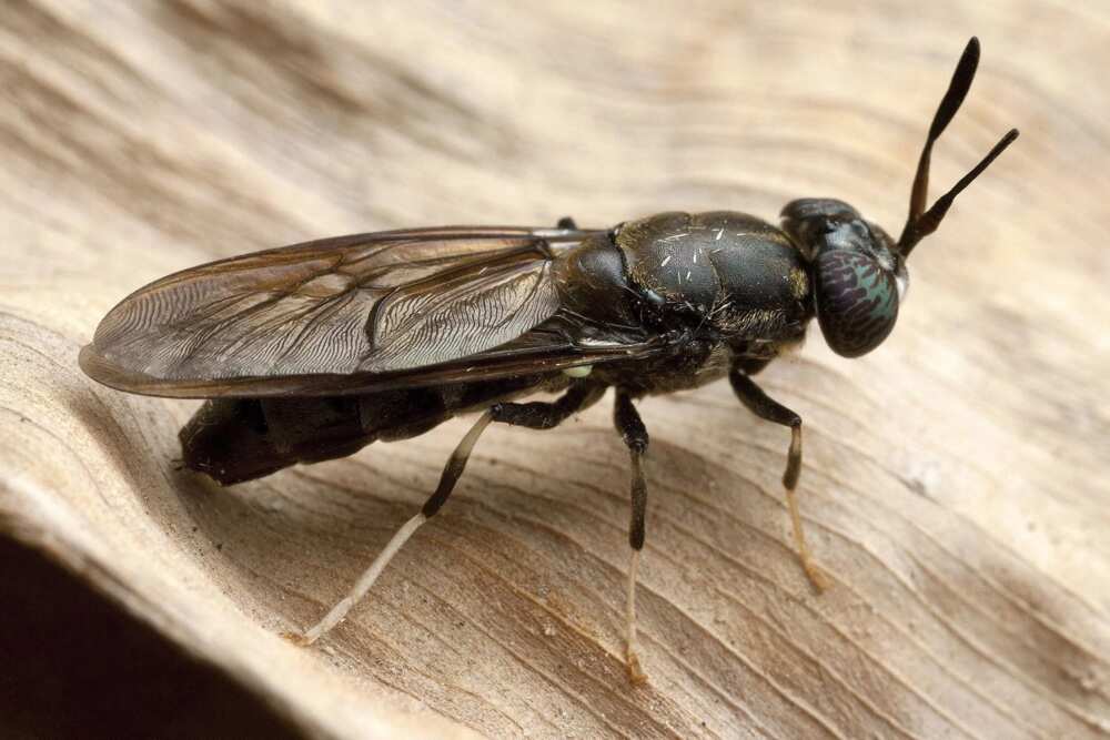 Types of insects that may be dangerous in Nigeria