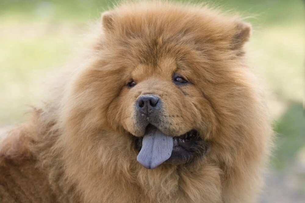 The Chow Chow feature is a blue tongue