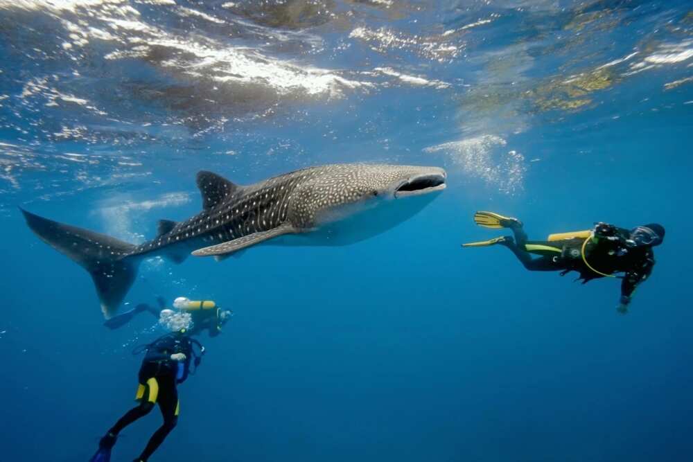 The biggest fish in the world whale shark The biggest fish in the world whale shark