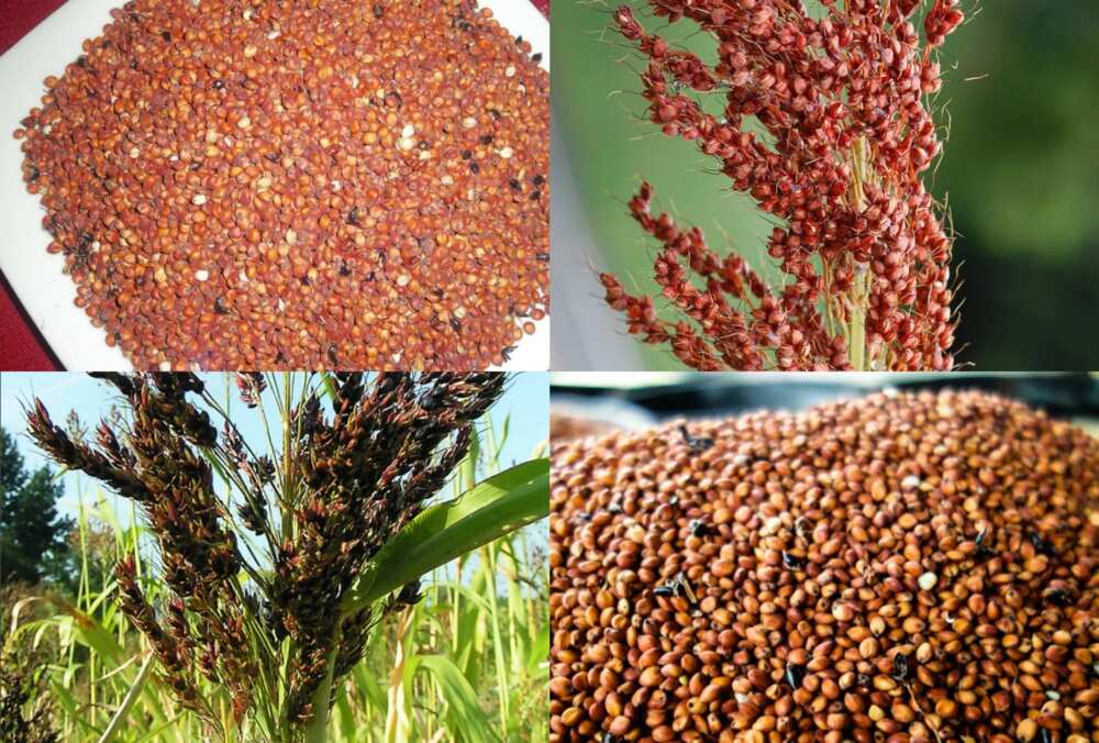 Side effects of sorghum