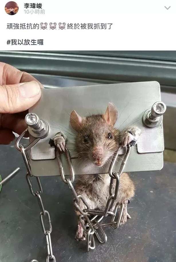 Wicked! Look at what was done to this rat (photos)