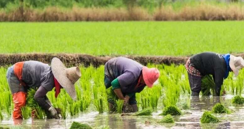 Land preparation