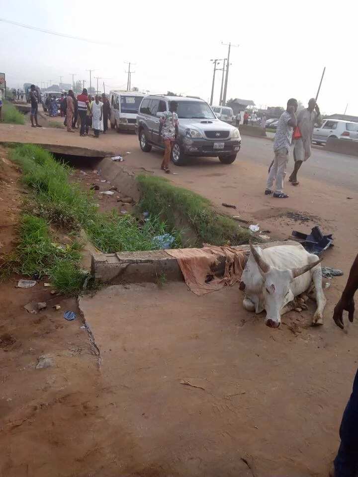 One injured, 15 grazing cows die in Sapele road accident