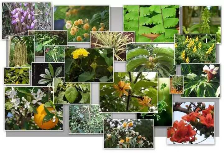 list-and-uses-of-medicinal-plants-in-nigeria-with-images-legit-ng