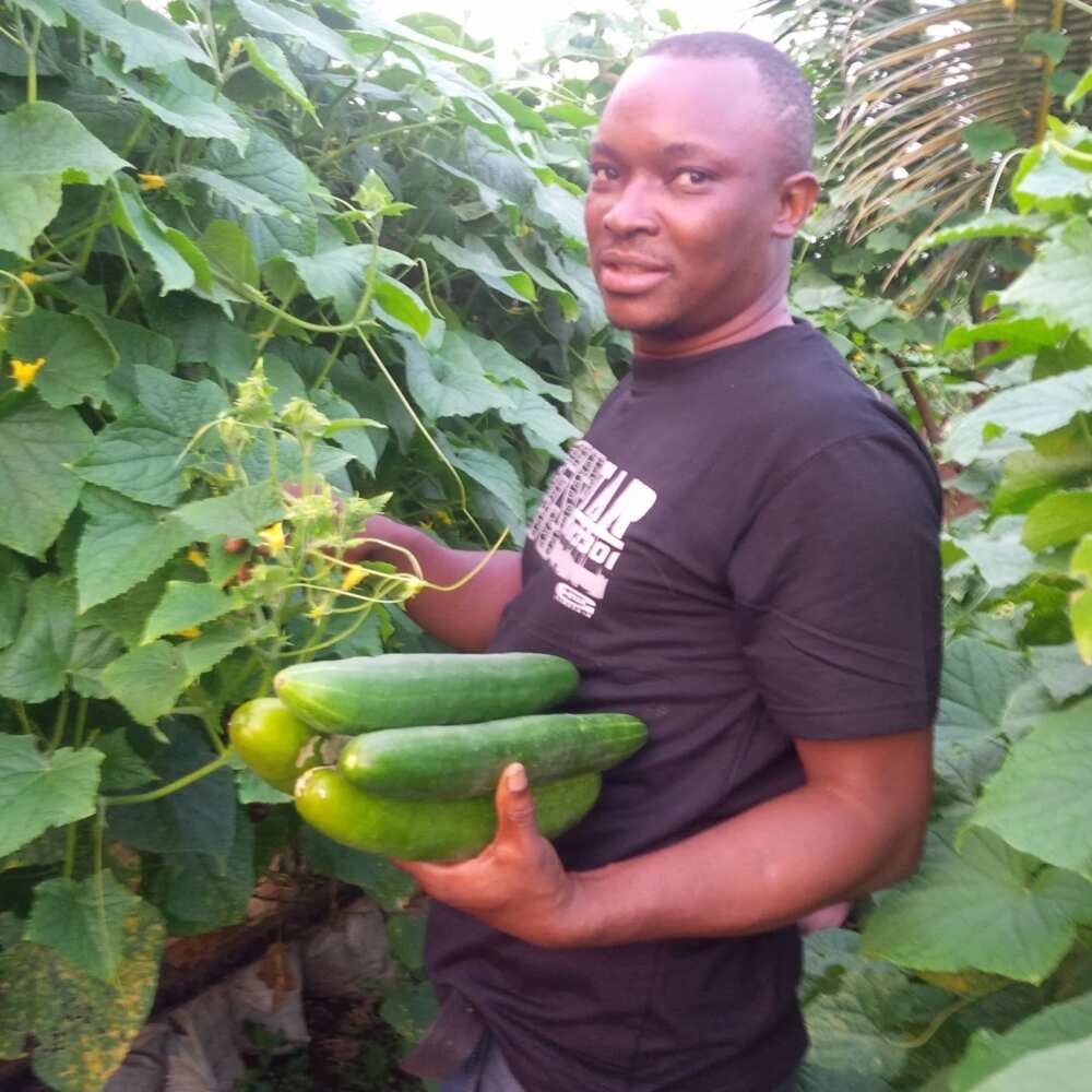 Cucumbers in Nigeria Cucumbers in Nigeria