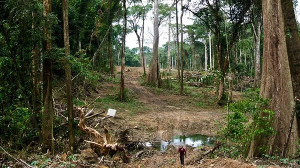 8. Edumanom Forest Reserve 8. Edumanom Forest Reserve
