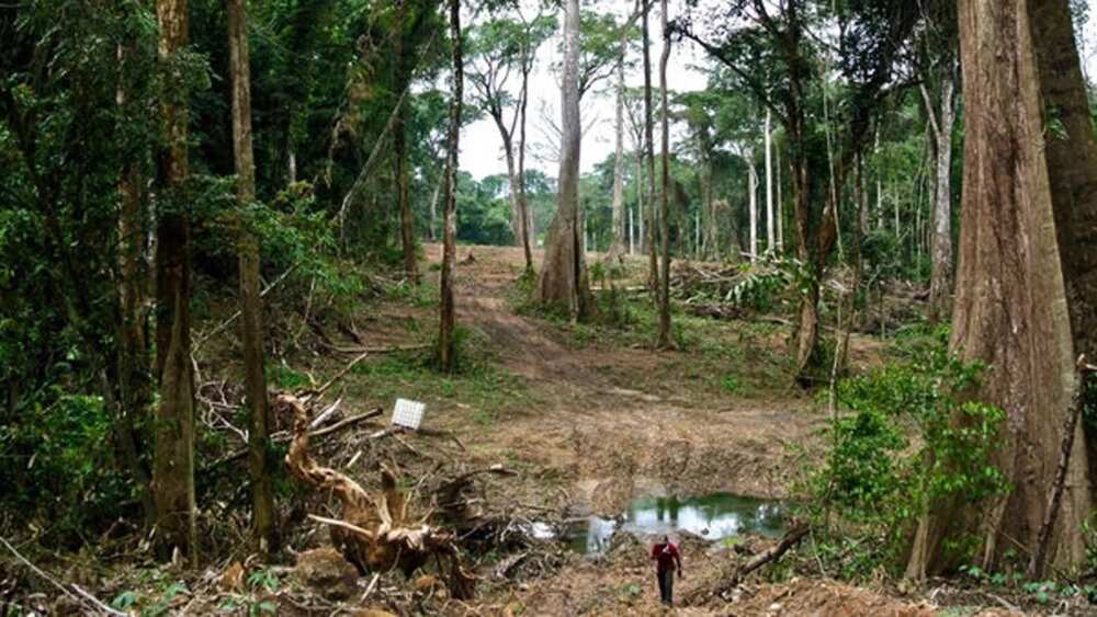 forest-reserves-in-nigeria-and-their-locations-legit-ng