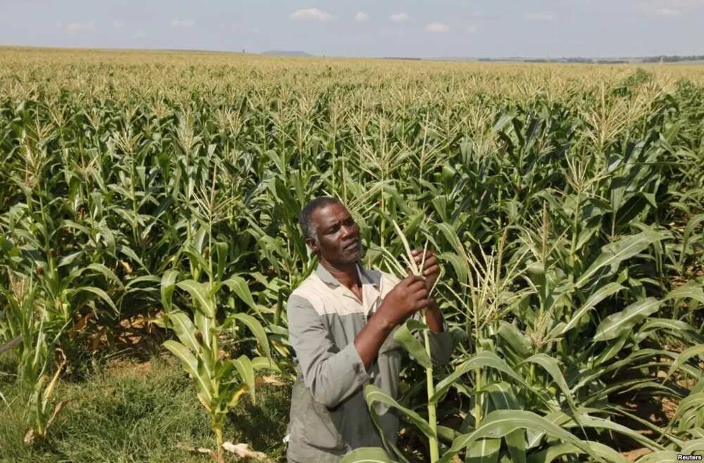 black farmers in south Africa