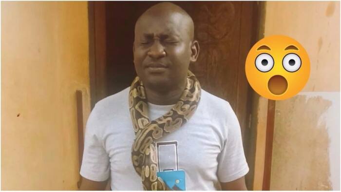Na wa o! See what man was caught doing with a huge python (photos)