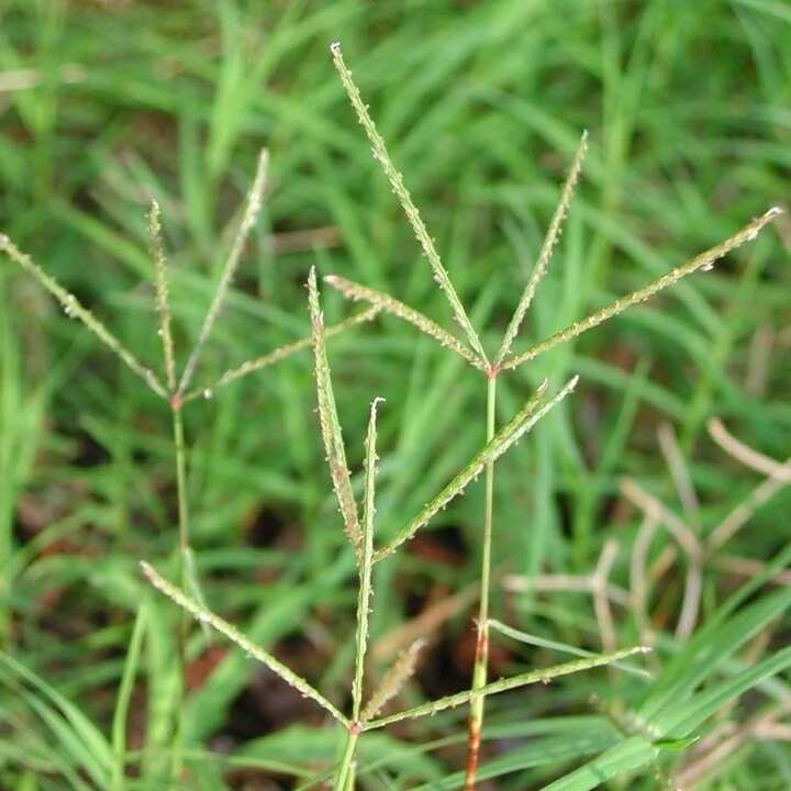 The Bahama grass (Cynodan dactylon)