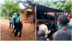 See photos of wild gorilla that followed this farmer home in Cross River state