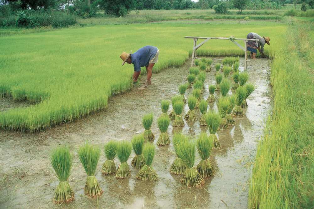 Harvest and after harvest process