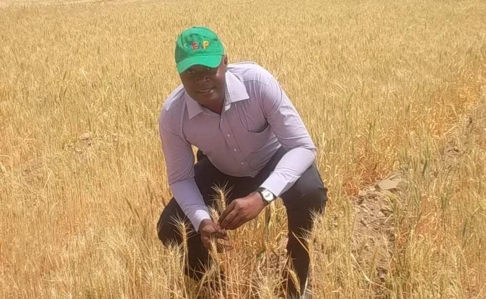 Wheat plant growing at farm