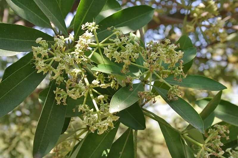 Alstonia boonei blooming