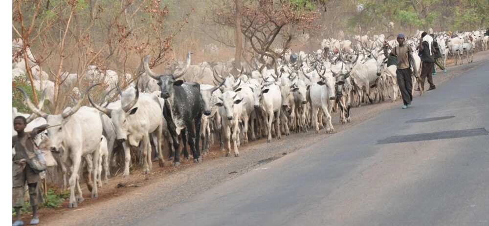 Herdsmen are also victims of Southern Kaduna crisis - Miyetti Allah