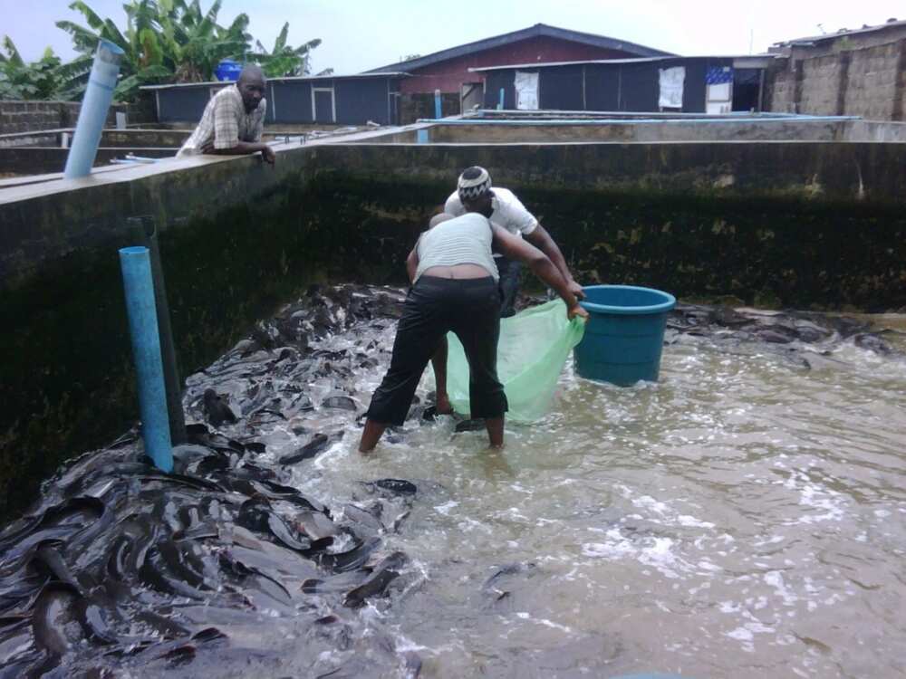 Tilapia Fish Farming in Nigeria