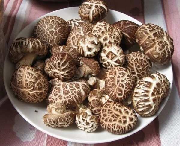 investment required for mushroom farming