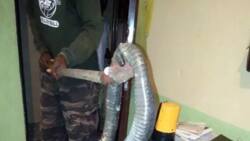 Man finds big snake in his toilet bowl at night, see photos of how he killed the dangerous animal