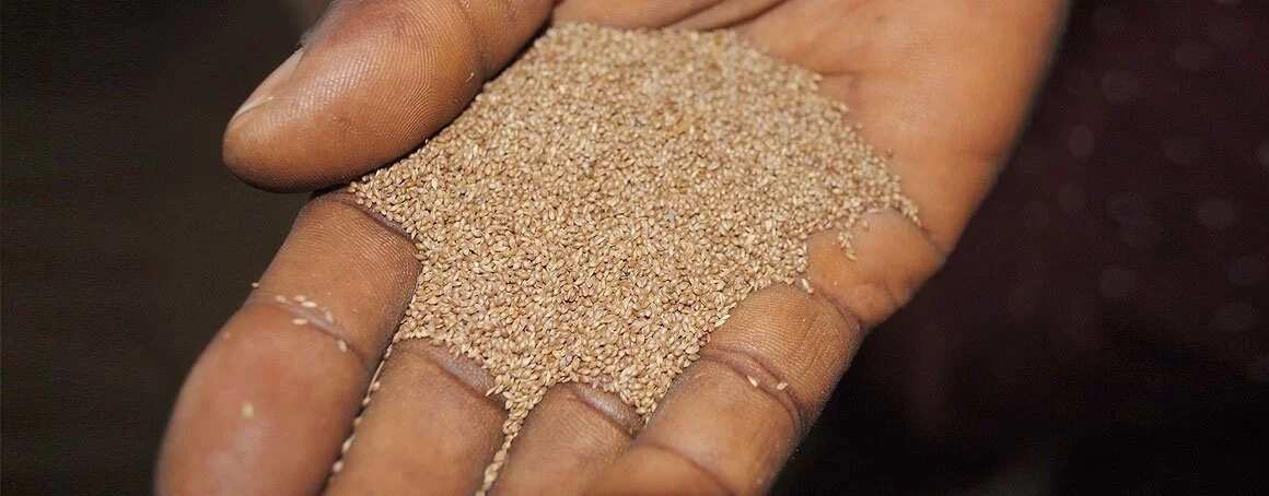 health-benefits-of-acha-grain-for-our-body-legit-ng