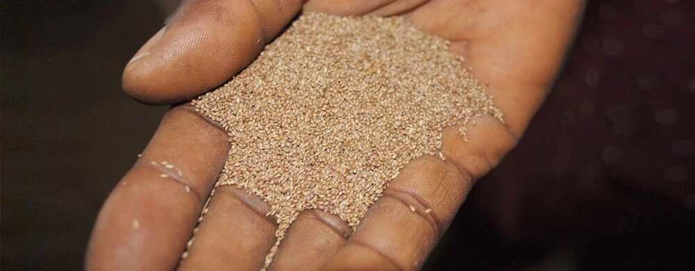 Health benefits of acha grain