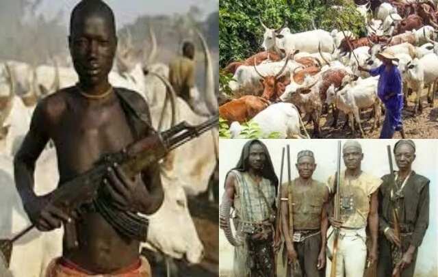 Fulani herdsmen and Oyo hunters set to clash as 500 cows went missing