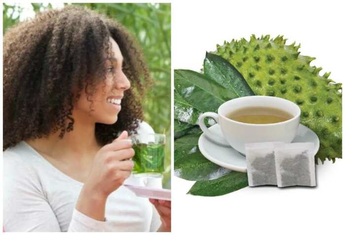 Soursop Leaf Tea For Weight Loss Pros And Cons Legit Ng